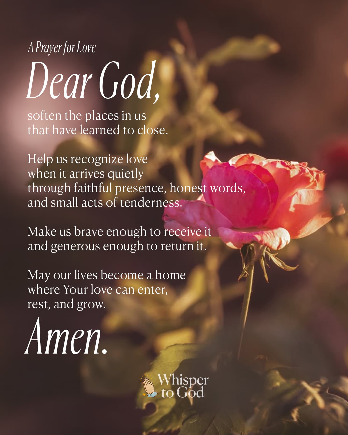 A Prayer for Love over a sunlit pink rose. Full prayer text follows below.